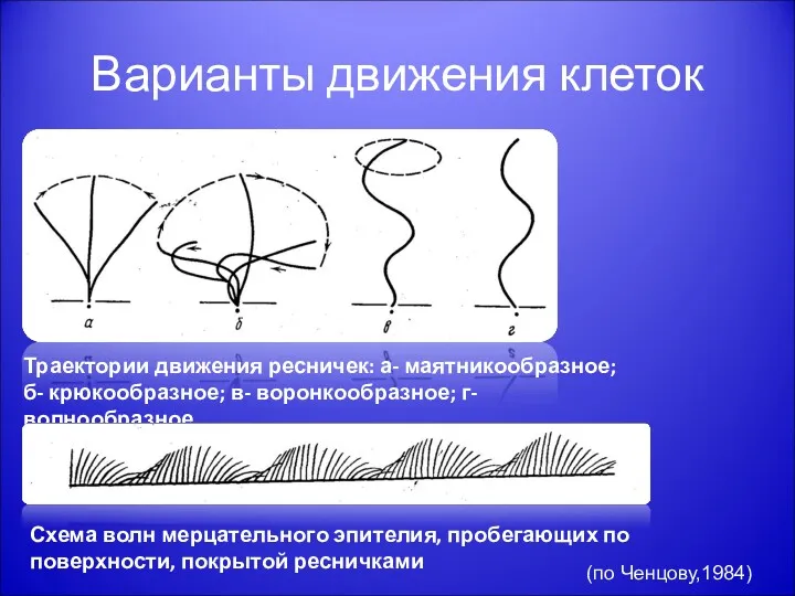 Варианты движения клеток Траектории движения ресничек: а- маятникообразное; б- крюкообразное; в- воронкообразное; г-
