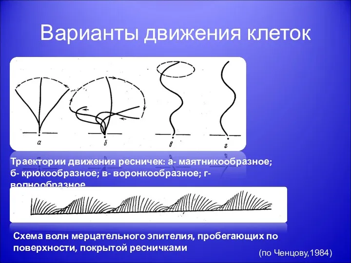 Варианты движения клеток Траектории движения ресничек: а- маятникообразное; б- крюкообразное;