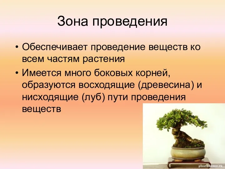 Зона проведения Обеспечивает проведение веществ ко всем частям растения Имеется