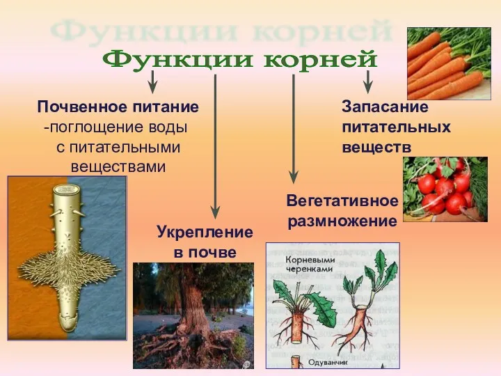 Функции корней Почвенное питание поглощение воды с питательными веществами Укрепление