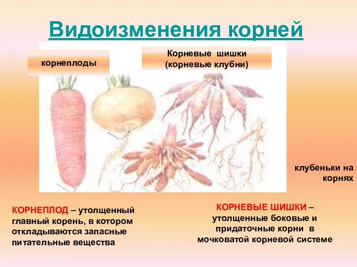 Видоизменения корней корнеплоды Корневые шишки (корневые клубни) клубеньки на корнях