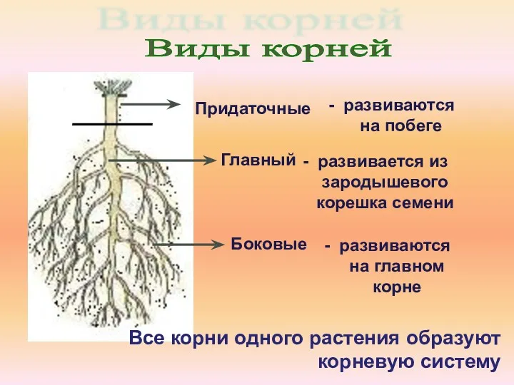 Главный - развивается из зародышевого корешка семени Боковые - развиваются