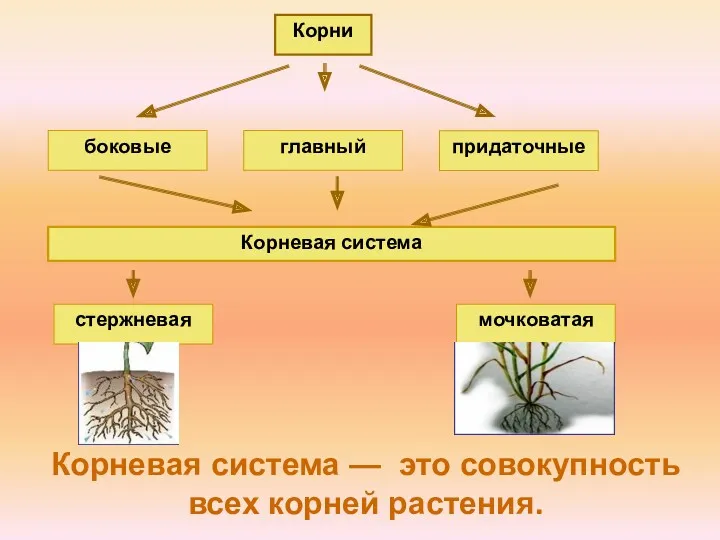 Корневая система — это совокупность всех корней растения. Корни главный боковые придаточные Корневая система стержневая мочковатая