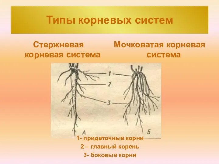 Типы корневых систем Стержневая корневая система Мочковатая корневая система 1-