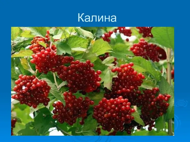 Калина