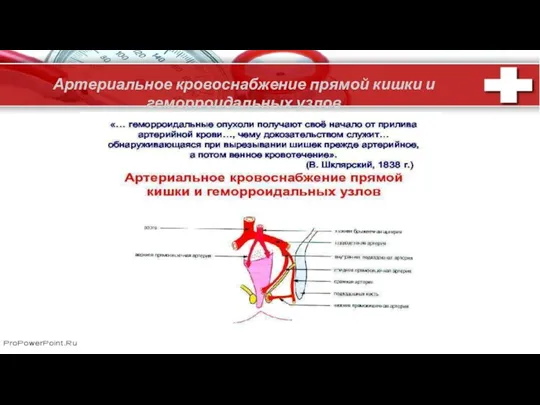 . Артериальное кровоснабжение прямой кишки и геморроидальных узлов