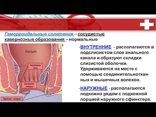 . Геморроидальные сплетения – сосудистые кавернозные образования – нормальные анатомические