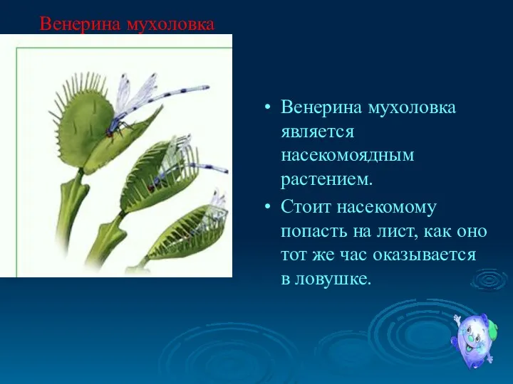 Венерина мухоловка является насекомоядным растением. Стоит насекомому попасть на лист, как оно тот