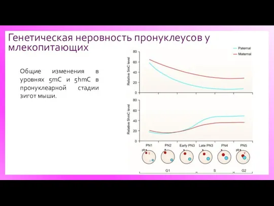 Генетическая неровность пронуклеусов у млекопитающих Общие изменения в уровнях 5mC