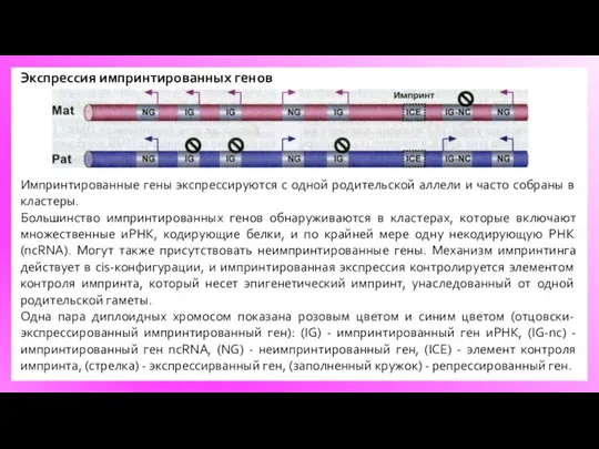 Экспрессия импринтированных генов Импринтированные гены экспрессируются с одной родительской аллели