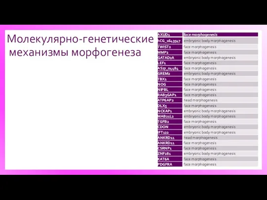 Молекулярно-генетические механизмы морфогенеза