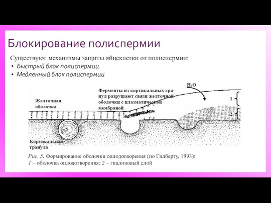 Блокирование полиспермии Существуют механизмы защиты яйцеклетки от полиспермии: Быстрый блок