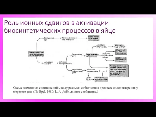 Роль ионных сдвигов в активации биосинтетических процессов в яйце Схема