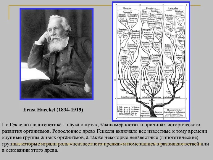 По Геккелю филогенетика – наука о путях, закономерностях и причинах