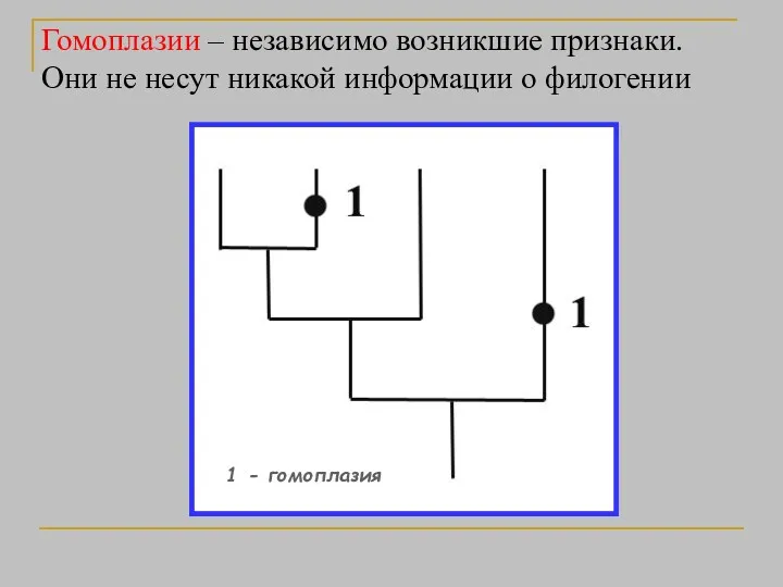 Гомоплазии – независимо возникшие признаки. Они не несут никакой информации о филогении 1 - гомоплазия