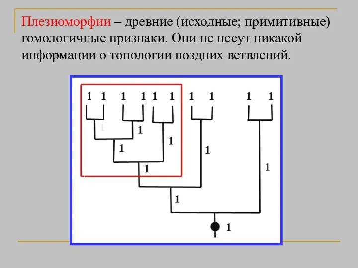 Плезиоморфии – древние (исходные; примитивные) гомологичные признаки. Они не несут никакой информации о топологии поздних ветвлений.