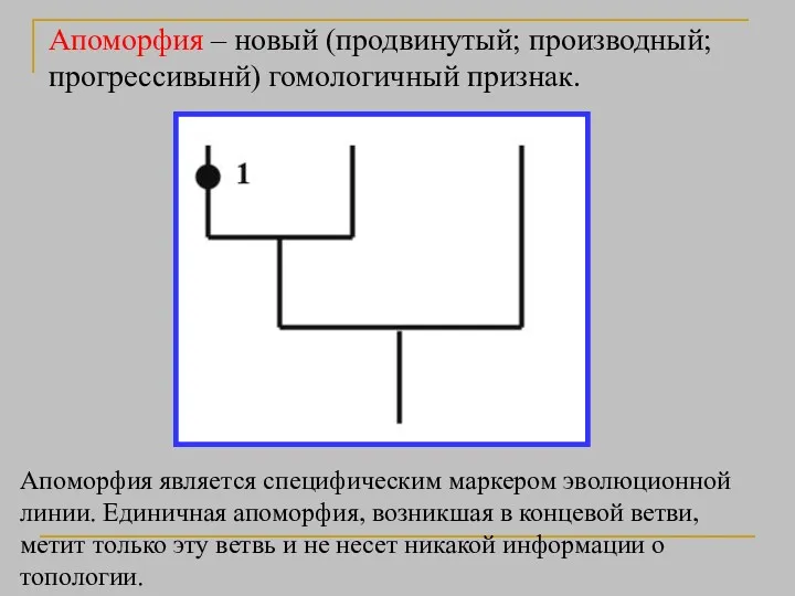 Апоморфия – новый (продвинутый; производный; прогрессивынй) гомологичный признак. Апоморфия является