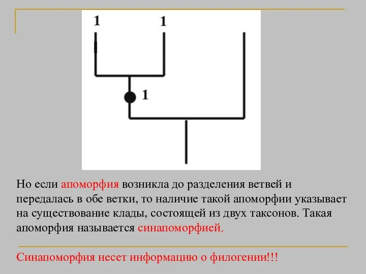 Но если апоморфия возникла до разделения ветвей и передалась в