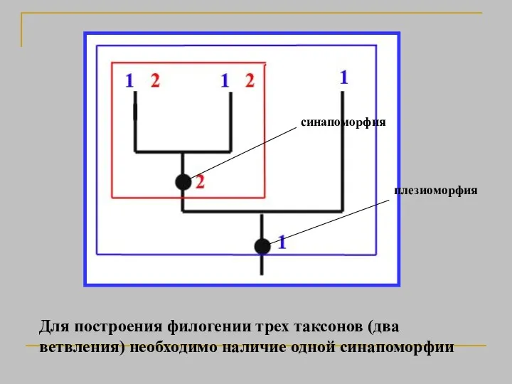 Для построения филогении трех таксонов (два ветвления) необходимо наличие одной синапоморфии плезиоморфия синапоморфия