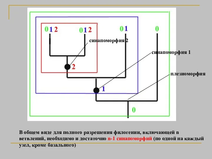 В общем виде для полного разрешения филогении, включающей n ветвлений,