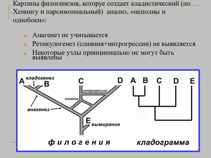 Картины филогенезов, которуе создает кладистический (по Хеннигу и парсимониальный) анализ,