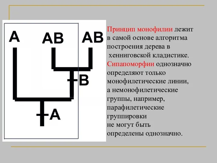 Принцип монофилии лежит в самой основе алгоритма построения дерева в