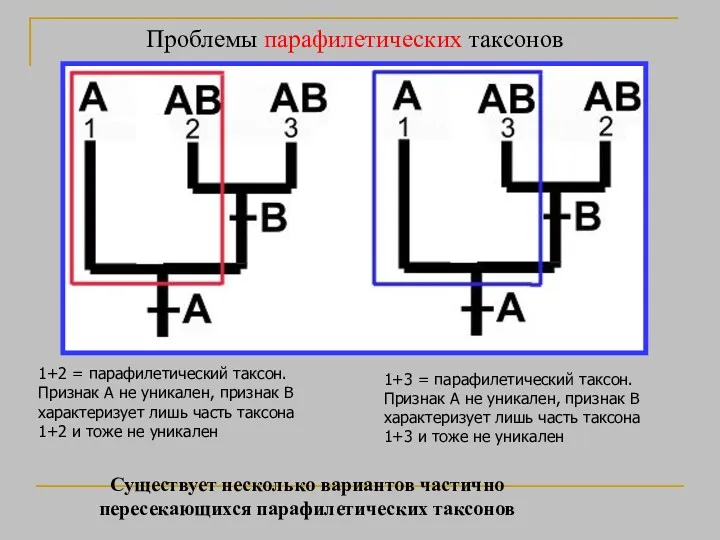 Проблемы парафилетических таксонов 1+2 = парафилетический таксон. Признак A не