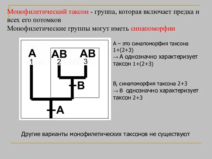 Монофилетический таксон - группа, которая включает предка и всех его