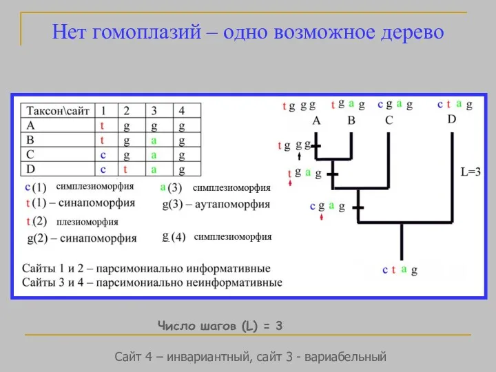 Нет гомоплазий – одно возможное дерево Число шагов (L) =