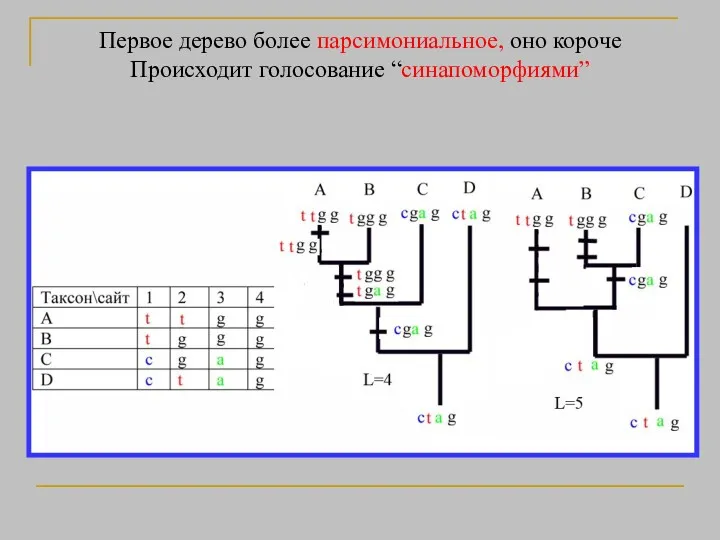 Первое дерево более парсимониальное, оно короче Происходит голосование “синапоморфиями”