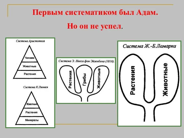 Первым систематиком был Адам. Но он не успел.