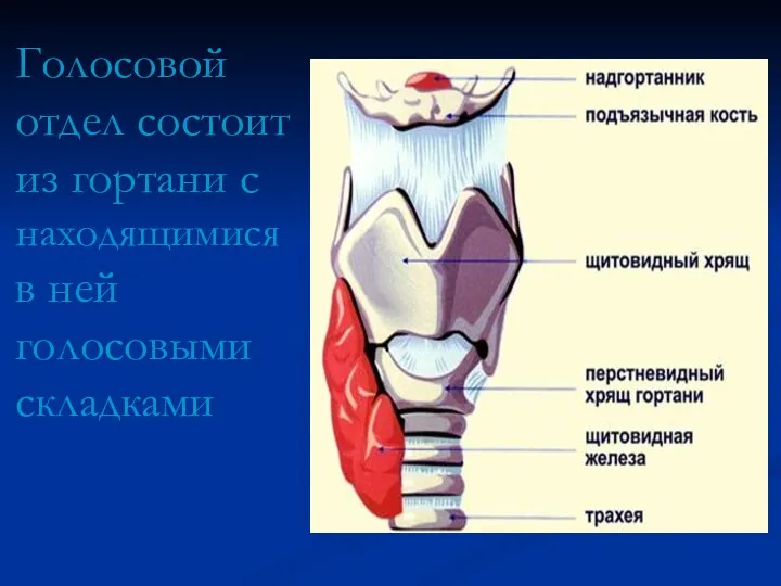 Голосовой отдел состоит из гортани с находящимися в ней голосовыми складками