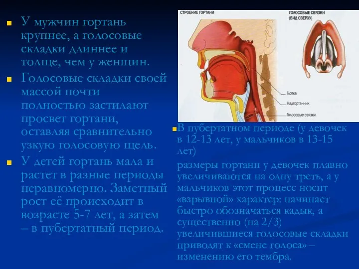 У мужчин гортань крупнее, а голосовые складки длиннее и толще,