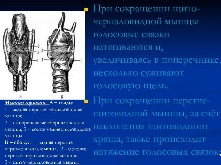 При сокращении щито-черпаловидной мышцы голосовые связки натягиваются и, увеличиваясь в