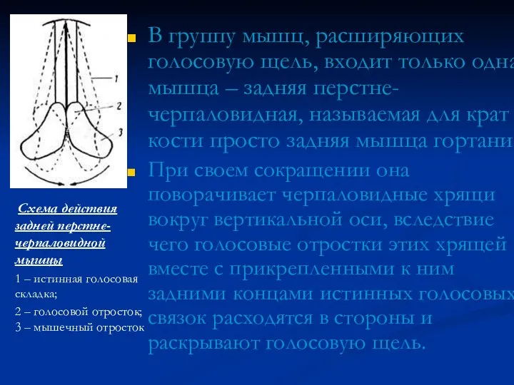 В группу мышц, расширяющих голосовую щель, входит только одна мышца