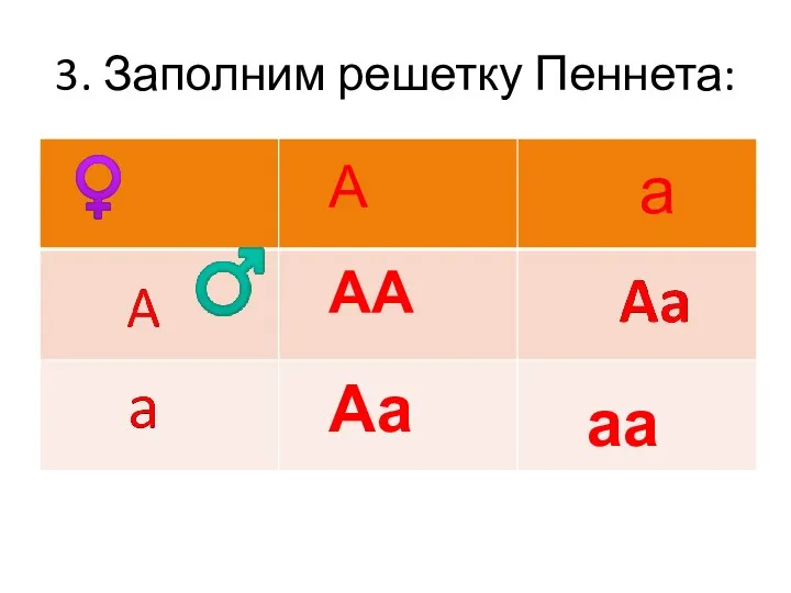 3. Заполним решетку Пеннета: А а АА Аа аа ♂ ♀