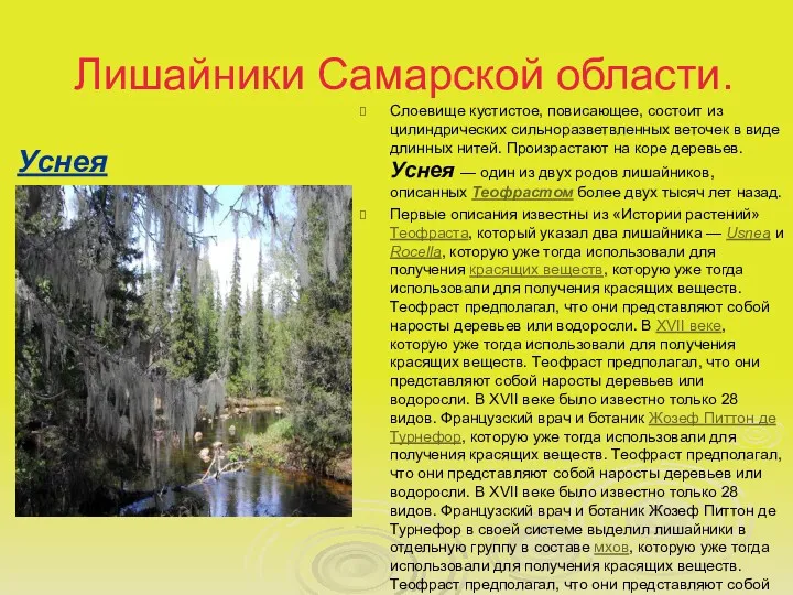 Лишайники Самарской области. Уснея Слоевище кустистое, повисающее, состоит из цилиндрических