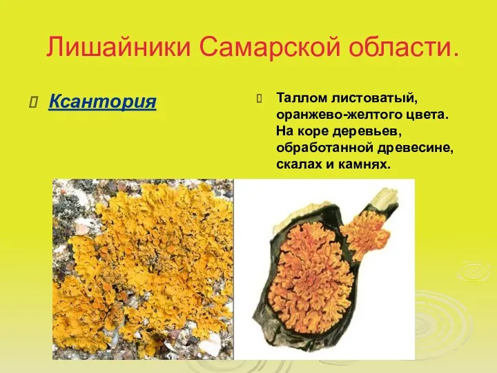 Лишайники Самарской области. Ксантория Таллом листоватый, оранжево-желтого цвета. На коре деревьев, обработанной древесине, скалах и камнях.