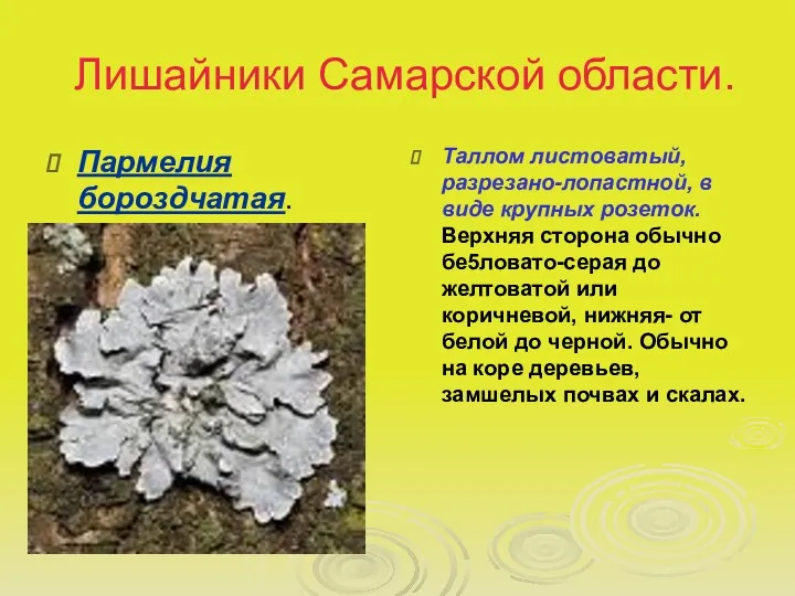 Лишайники Самарской области. Пармелия бороздчатая. Таллом листоватый, разрезано-лопастной, в виде