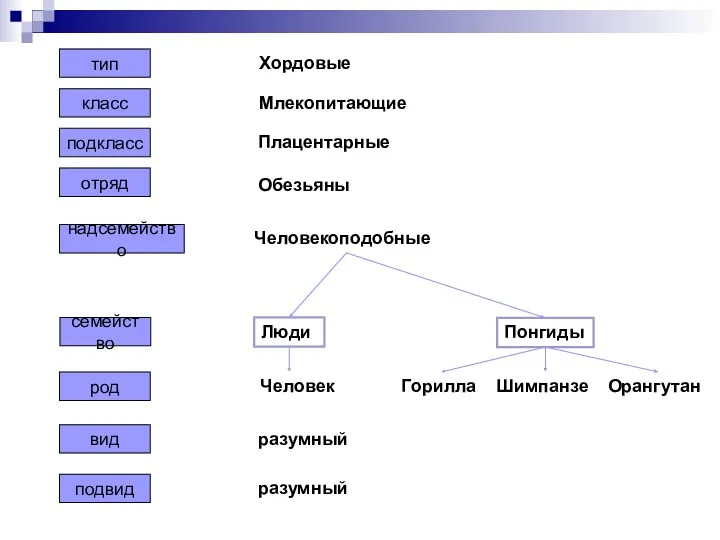 подкласс отряд надсемейство семейство род тип класс вид подвид Хордовые