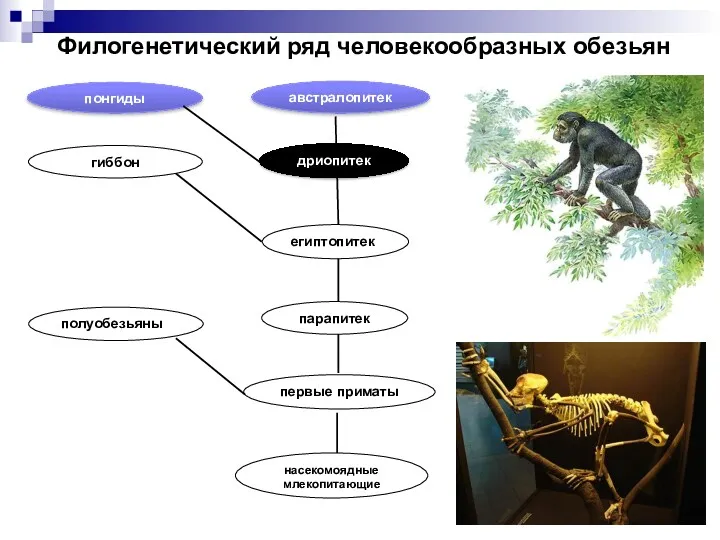 Филогенетический ряд человекообразных обезьян