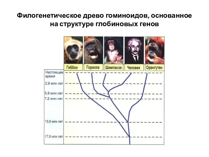 Филогенетическое древо гоминоидов, основанное на структуре глобиновых генов