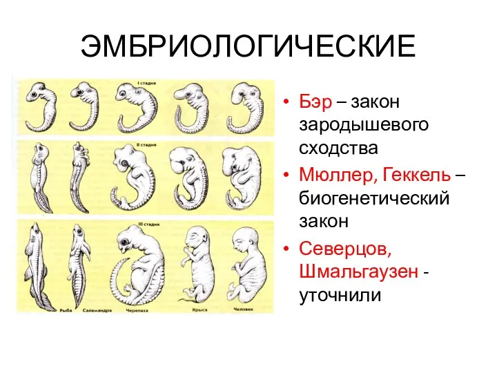 ЭМБРИОЛОГИЧЕСКИЕ Бэр – закон зародышевого сходства Мюллер, Геккель – биогенетический закон Северцов, Шмальгаузен - уточнили