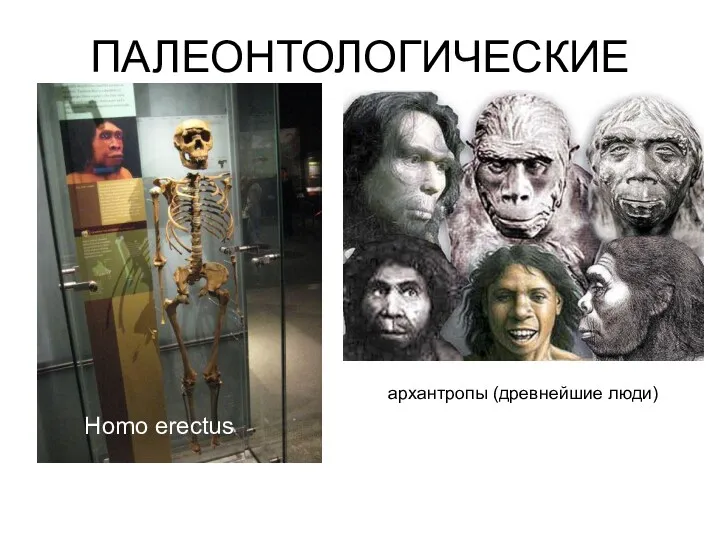 ПАЛЕОНТОЛОГИЧЕСКИЕ Homo erectus архантропы (древнейшие люди)
