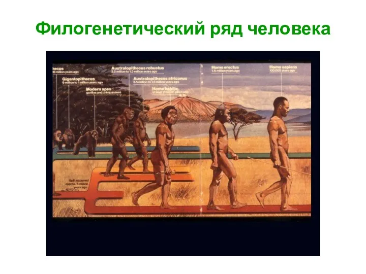 Филогенетический ряд человека Homo erectus