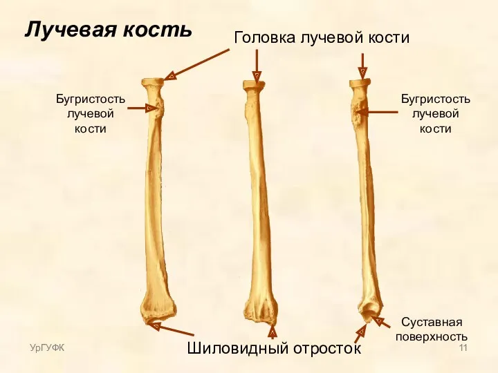 Лучевая кость Шиловидный отросток Головка лучевой кости Бугристость лучевой кости Бугристость лучевой кости Суставная поверхность УрГУФК