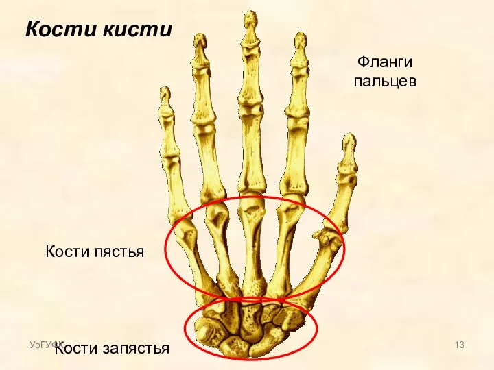 Кости кисти Кости запястья Кости пястья Фланги пальцев УрГУФК