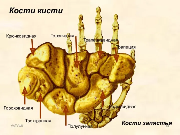 Кости кисти Ладьевидная Полулунная Трехгранная Гороховидная Трапеция Трапециевидная Головчатая Крючковидная Кости запястья УрГУФК