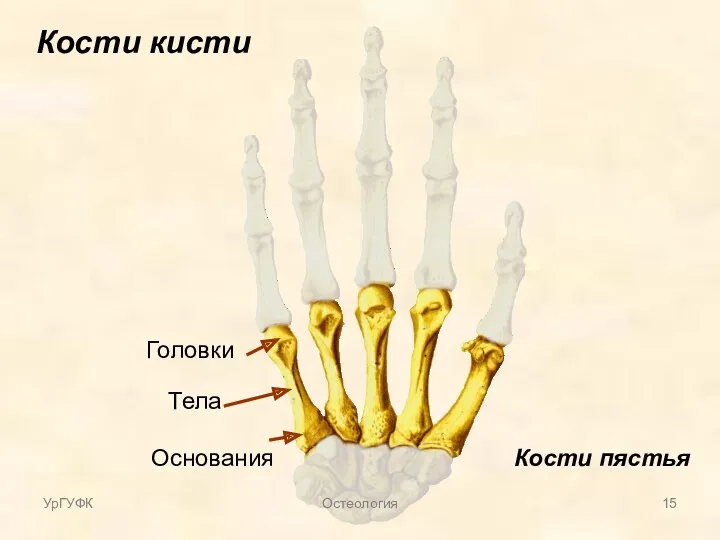 Кости кисти Кости пястья Основания Тела Головки УрГУФК Остеология