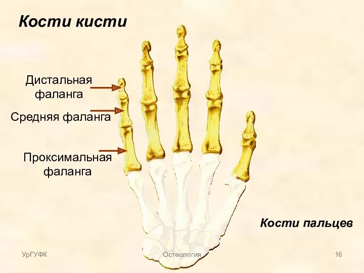 Кости кисти Кости пальцев Проксимальная фаланга Средняя фаланга Дистальная фаланга УрГУФК Остеология